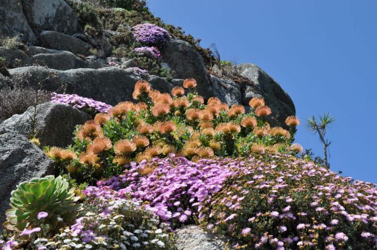 jardin-exotique-roscoff