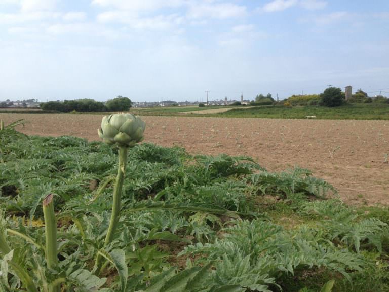 legumes-project-st-pol