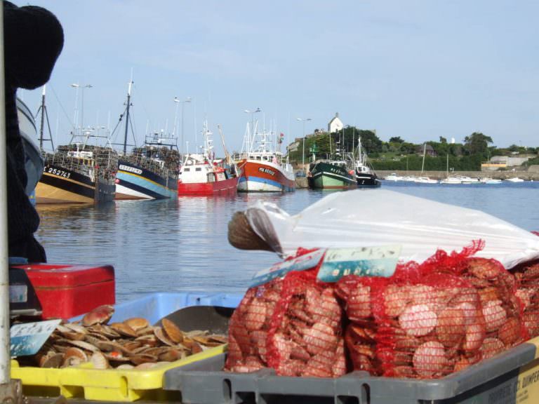 roscoff-fruits-de-mer-port