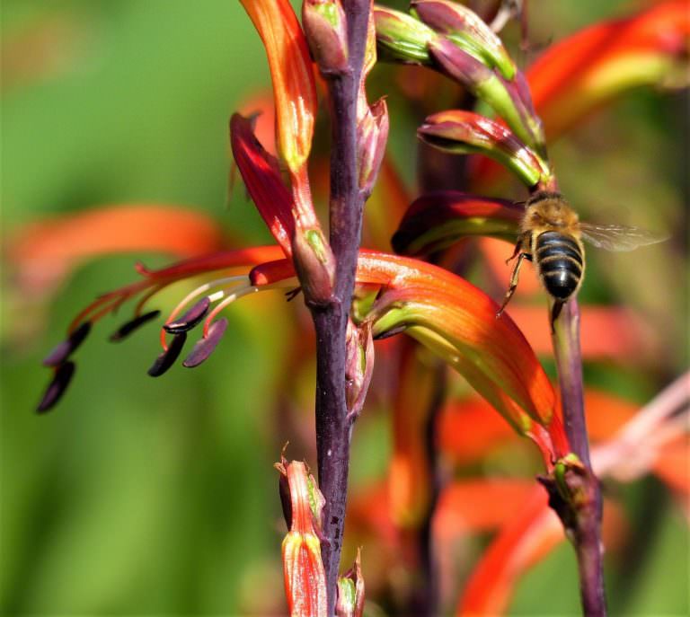 jardin-exotique-roscoff