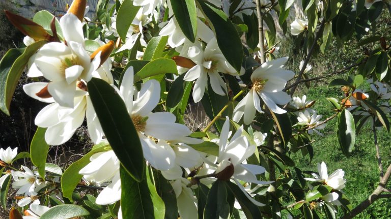 Sibiril- Parc botanique du moulin de Kérouzéré.crédit photo- P. Mellouet 3