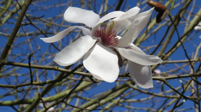 Sibiril- Parc botanique du moulin de Kérouzéré.crédit photo- P. Mellouet