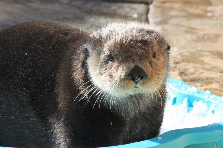 Loutre-de-mer_fevrier2018_Copyright-MMO (8)_1200