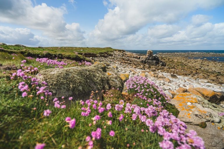 idbimg 4078_253 Île de Batz ©Thibault Poriel