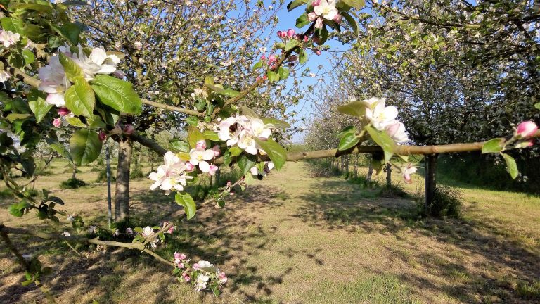 P.70-BrasserieKeravale-2-verger printemps 2020