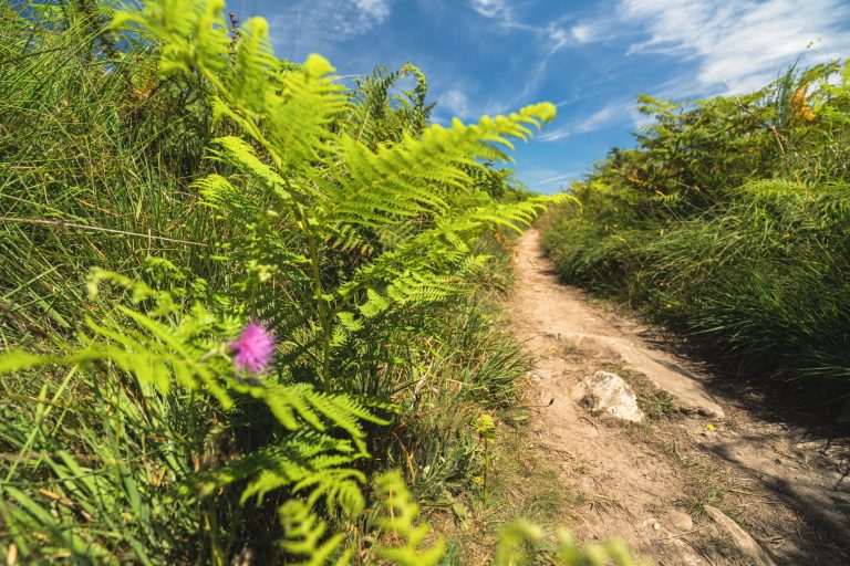 Commana, sentier vers les Monts d'Arrée  ©T.Poriel