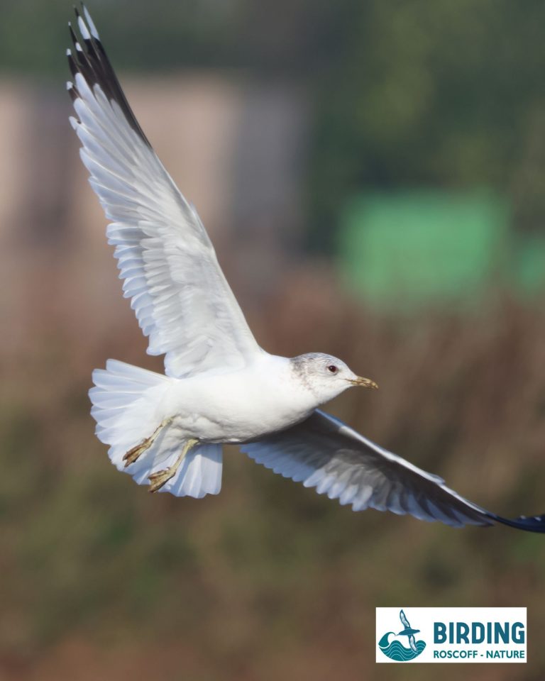 birdings_03