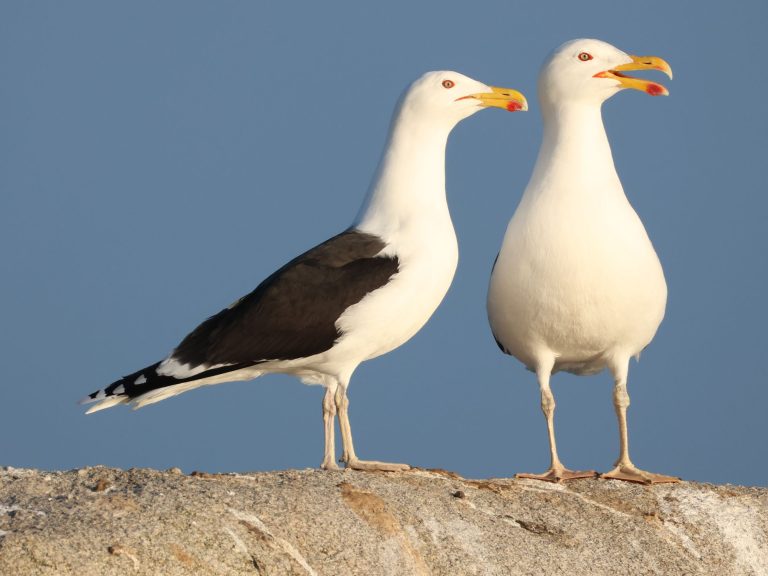 birdings_05