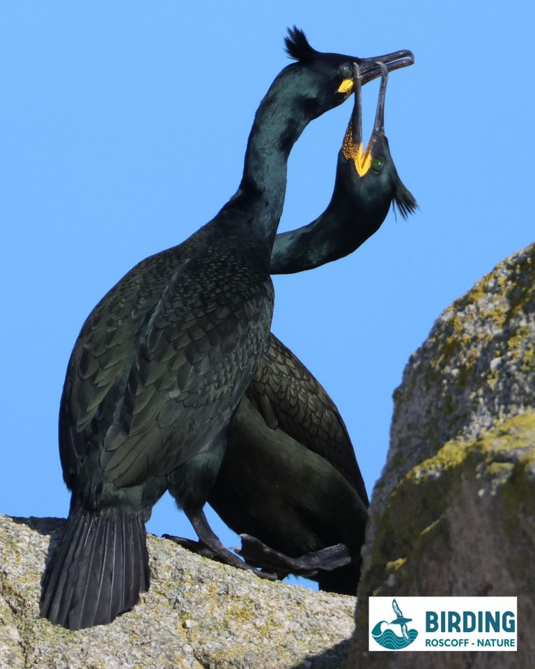 birdings_07