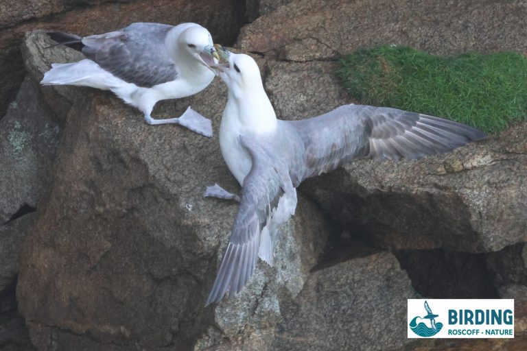 birdings_08