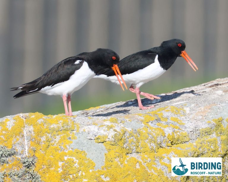birdings_11