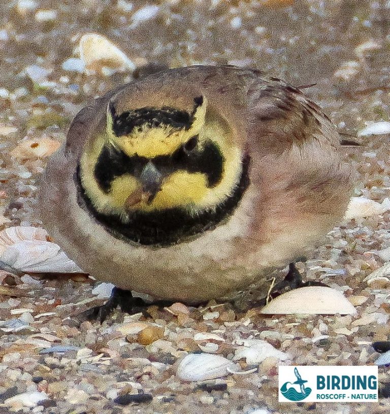 birdings_12