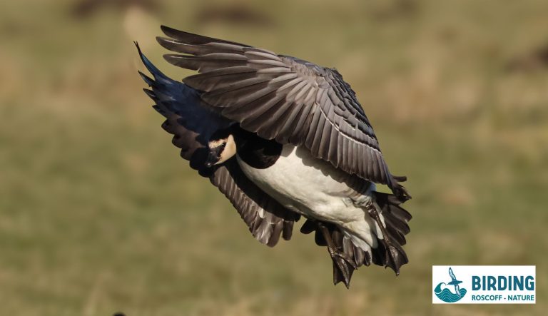 birdings_13