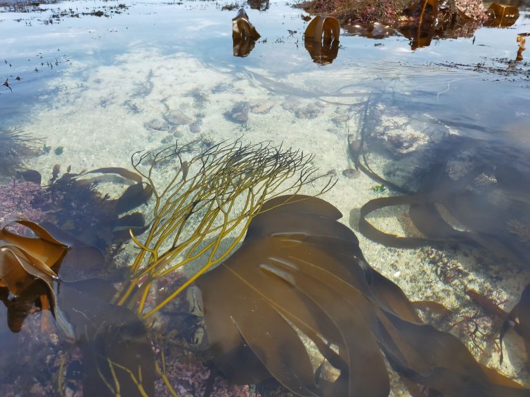 cueilleurs_dalgues_akgues