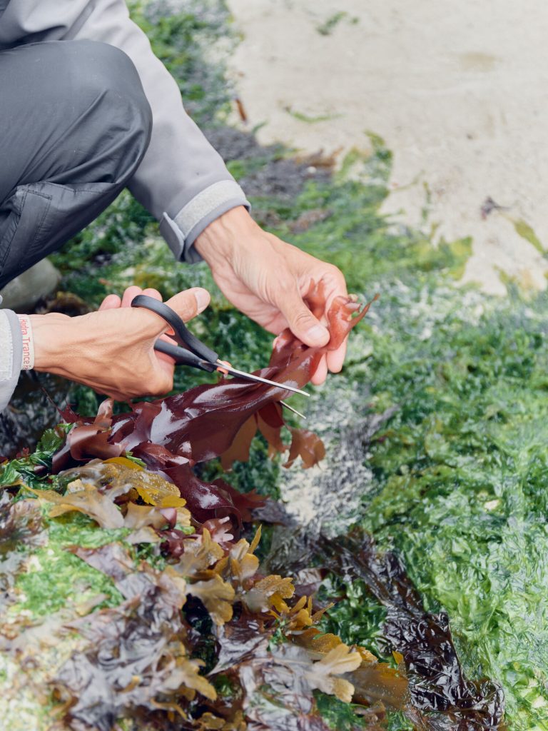 cueilleurs_dalgues_bs_02