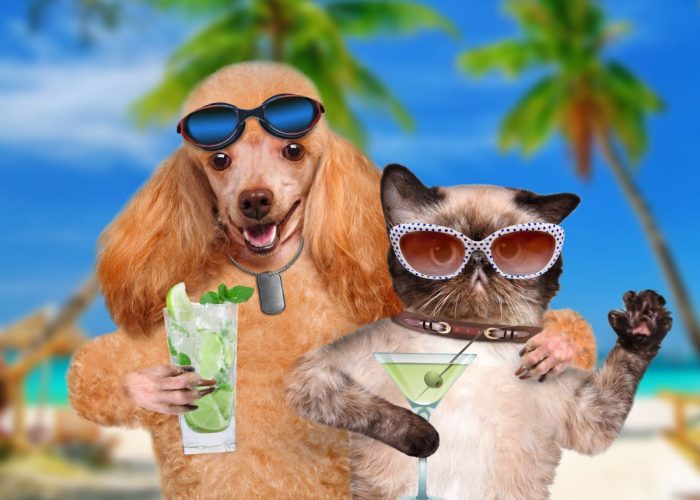cat-and-dog-sipping-cocktails-template