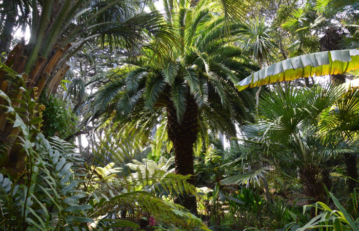 jardin-delaselle-batz-Palmeraie