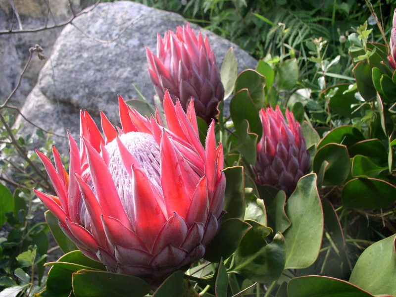 jardin-exotique-roscoff